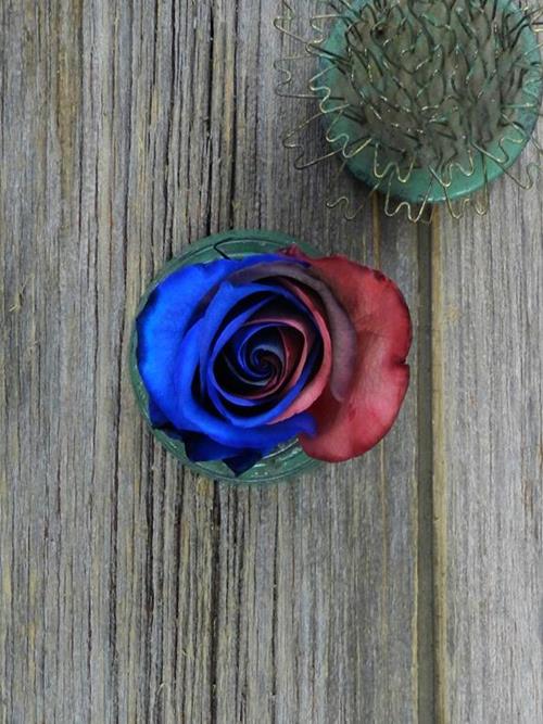 BLUE & RED  TINTED ROSES